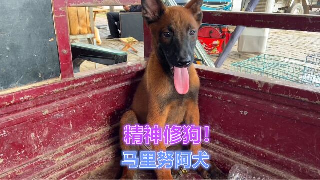 马犬不愧是天生的警犬预备犬!简直不要太帅啦!一般人不建议养!