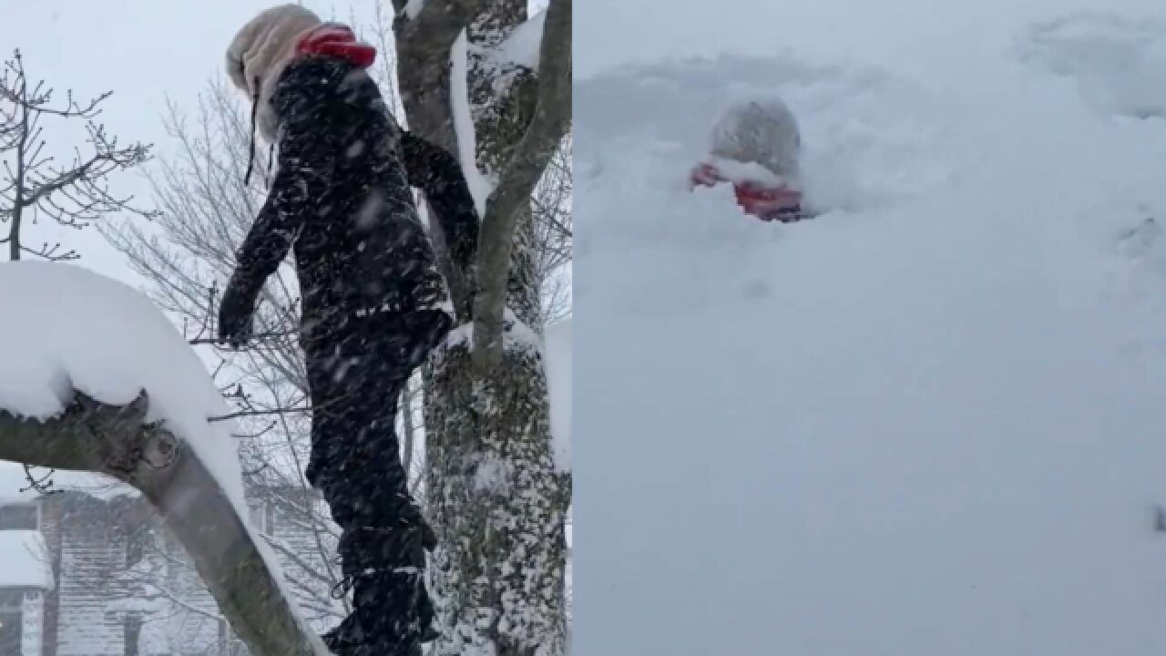 男子树上纵身一跃被积雪淹没,一秒消失不见踪迹,南方人羡慕哭了