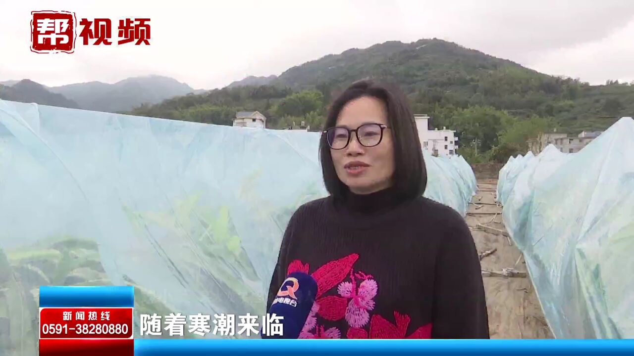 福建气温维持较低 各地农户“暖”招齐出 做好防寒抗冻工作