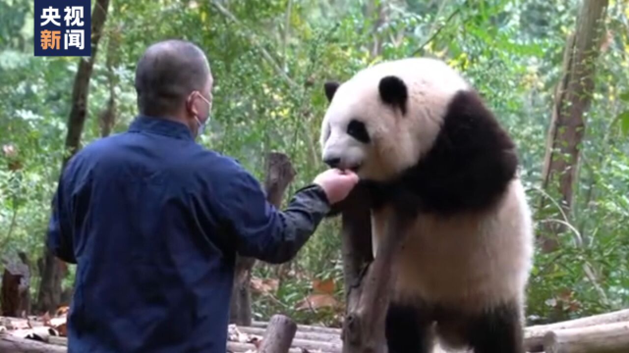 “谭棉花”组合,怎么越看越像?