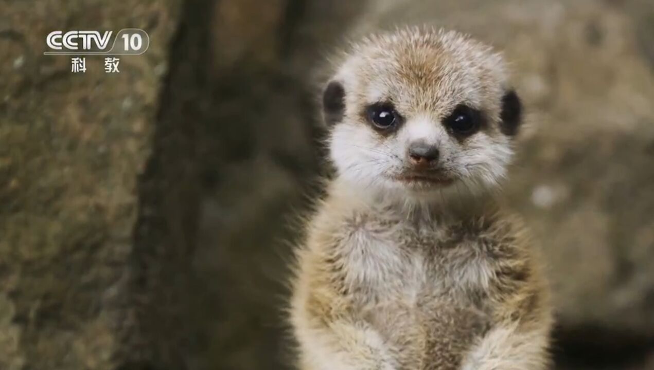 雌性狐獴首领才有权繁殖,种群的成员互相帮助,抚养幼崽