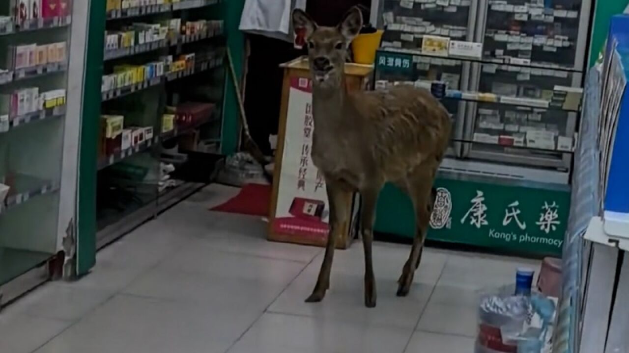 男子买药偶遇一头鹿与其对视,药店:它在店里转了一圈跑走了