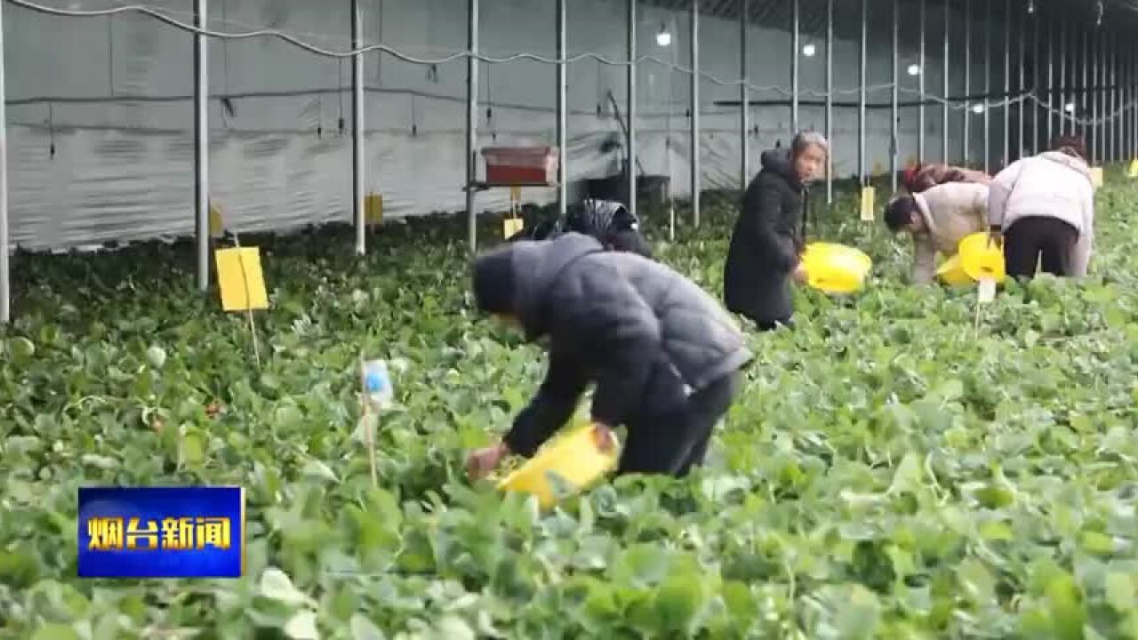 新春走基层:草莓大棚里的甜蜜故事