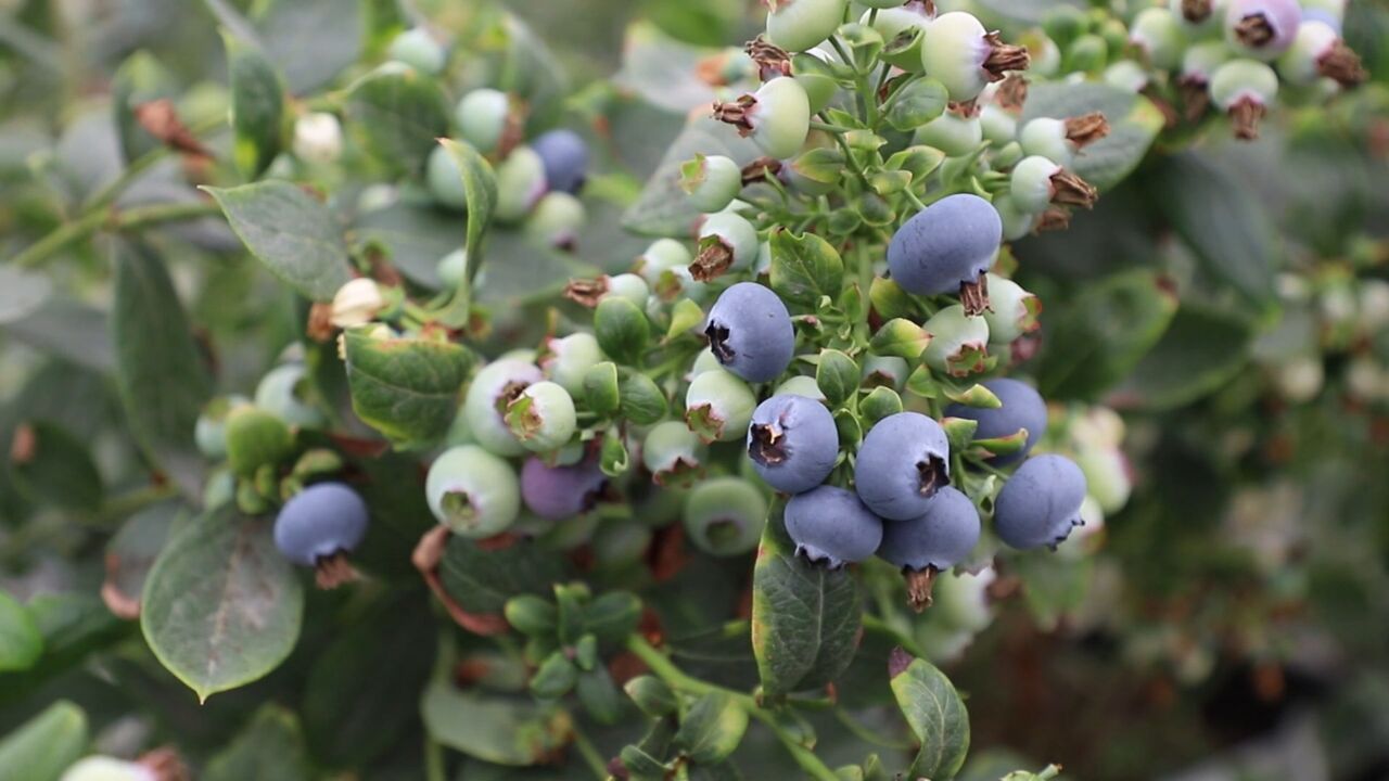 新春走基层|广州花都:科技充实百姓菜篮子 果篮子 钱袋子