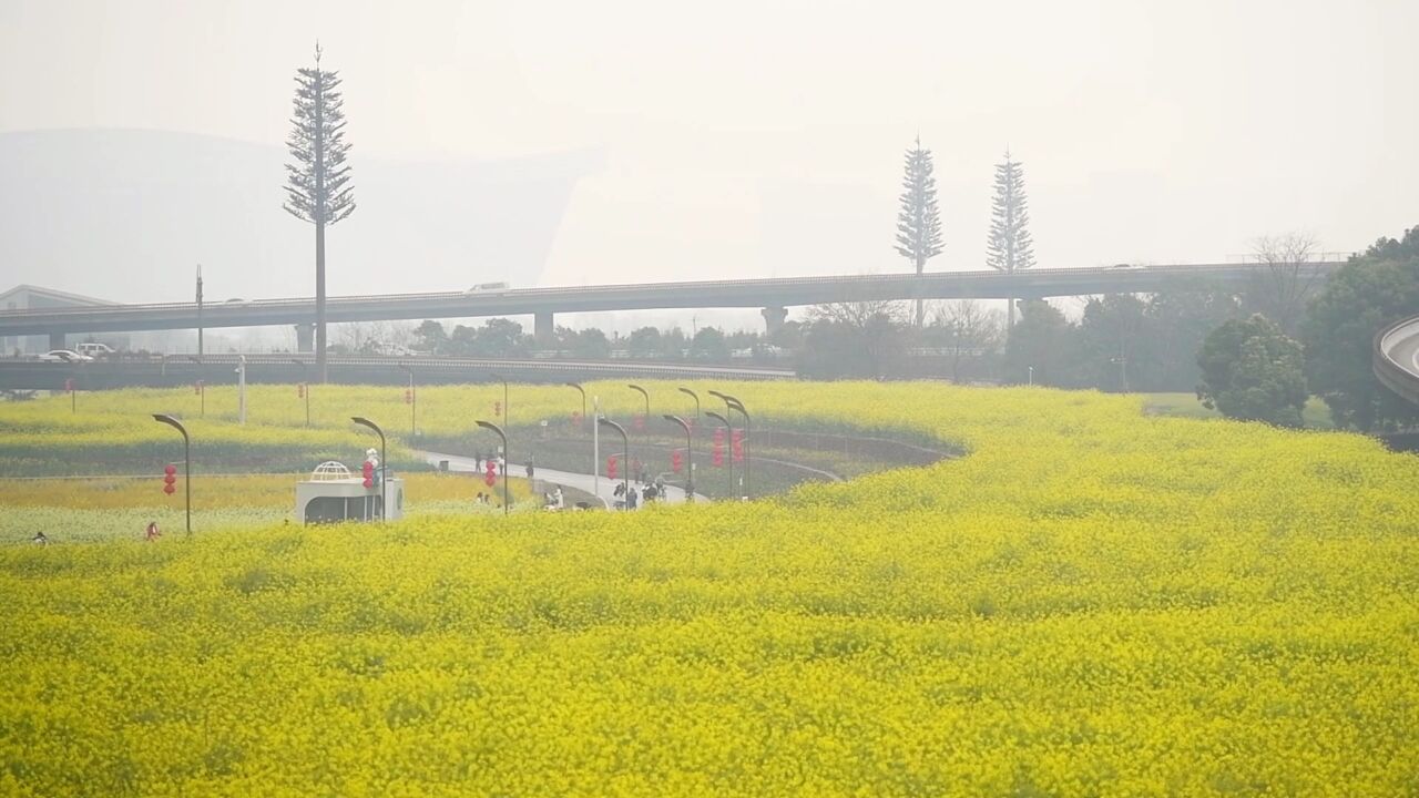 成都百公里的绕城绿道有油菜花扮靓,三元地铁站成网红打卡点吸引游客