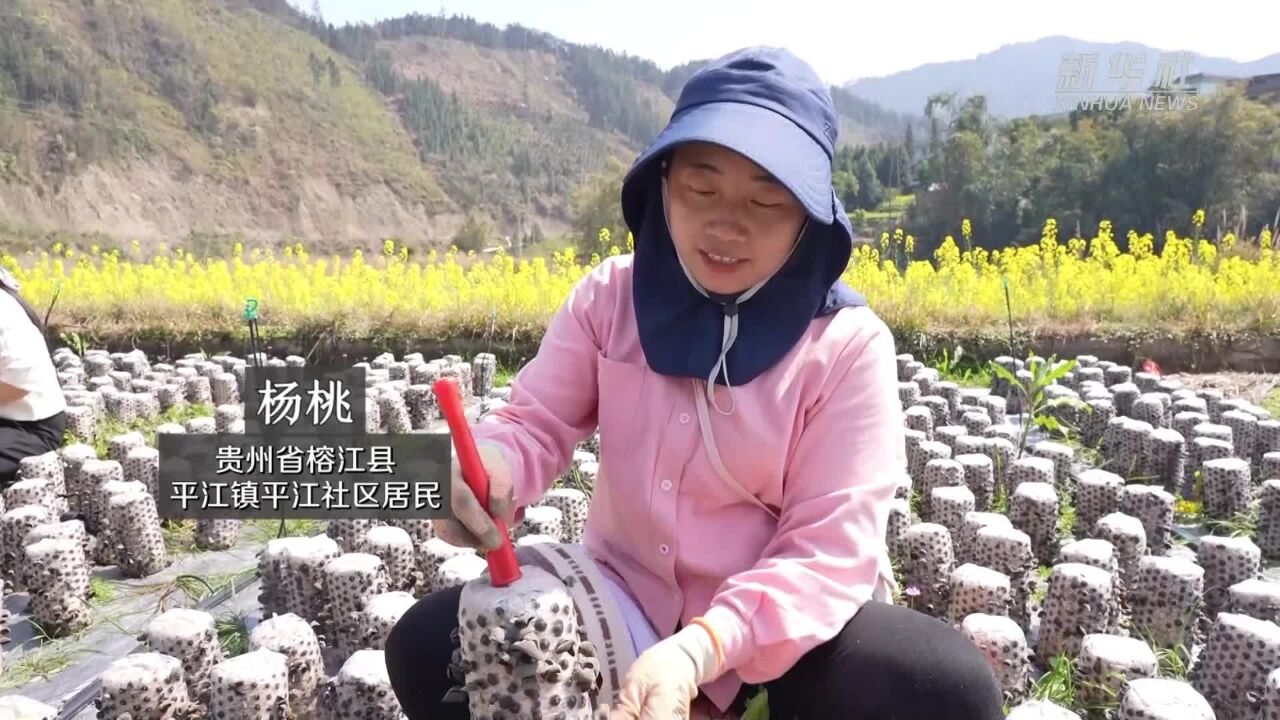 贵州榕江:黑木耳丰收助农增收致富