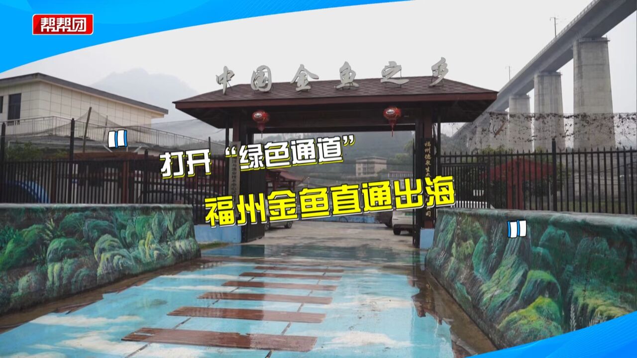 年产值一千多万!物流时间缩到35小时 福州这里的金鱼直通出海