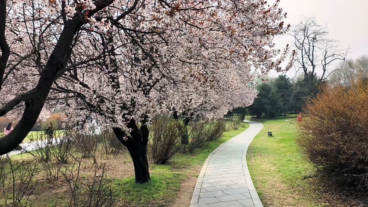 不要错过西安秦始皇兵马俑的花,太美了