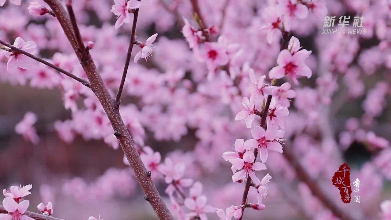 千城百县看中国丨福建寿宁:三月桃花开满枝