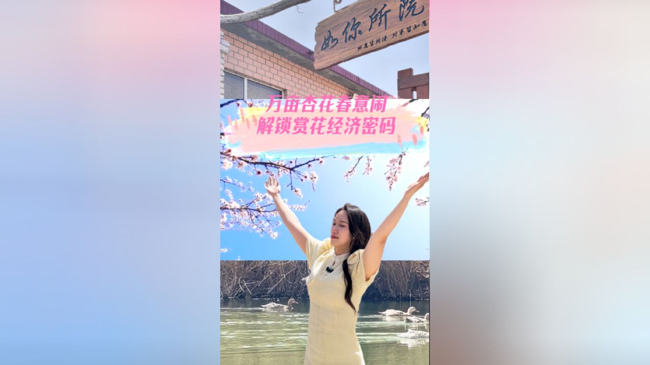 今天去哪儿丨万亩杏花春意闹 解锁张夏“赏花经济”密码