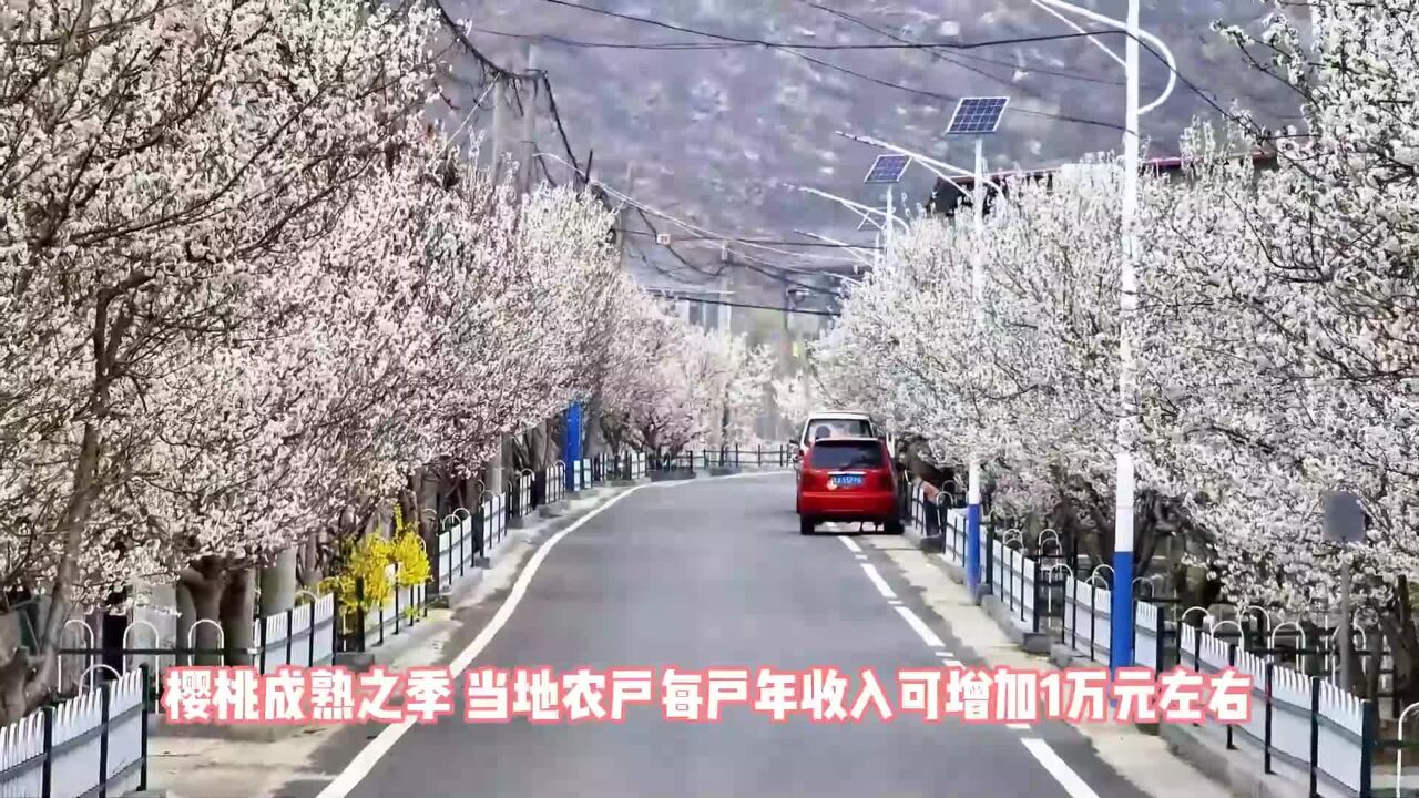 济南市莱芜区: 樱桃花开 浪漫唯美