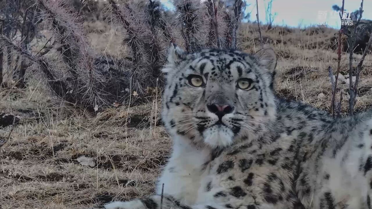 青海囊谦:“雪山之王”淡定巡山