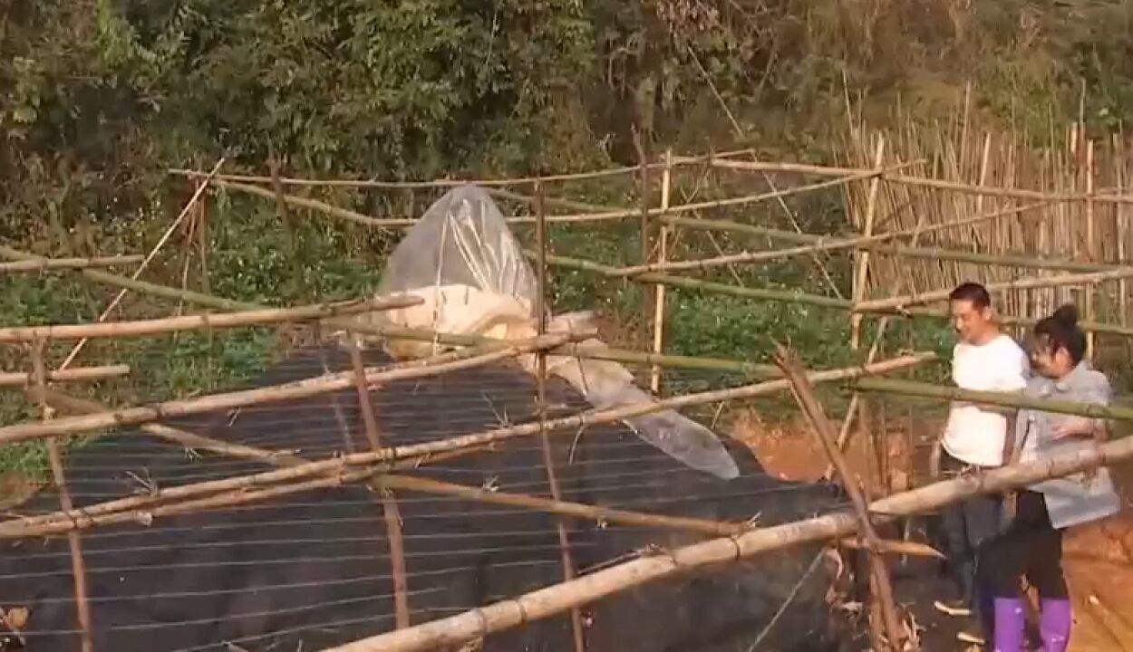 当地依靠种植粉葛致富,每年选出的“葛王”重达几百斤