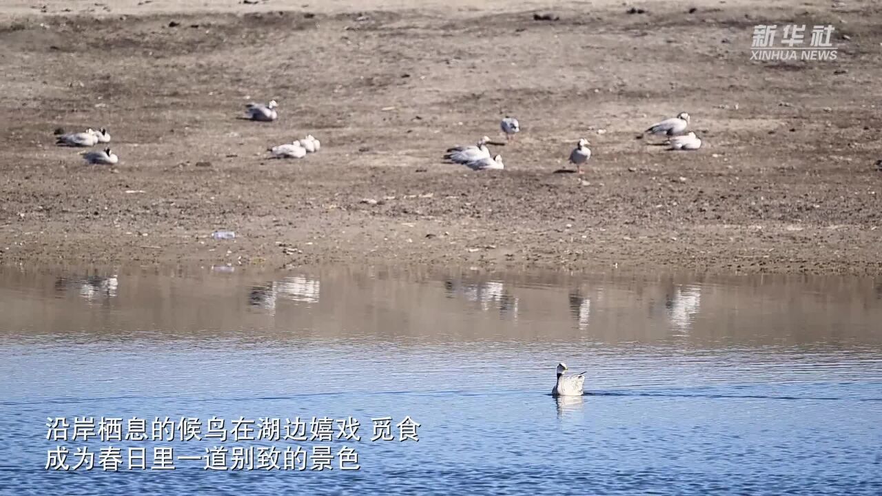 春日青海湖