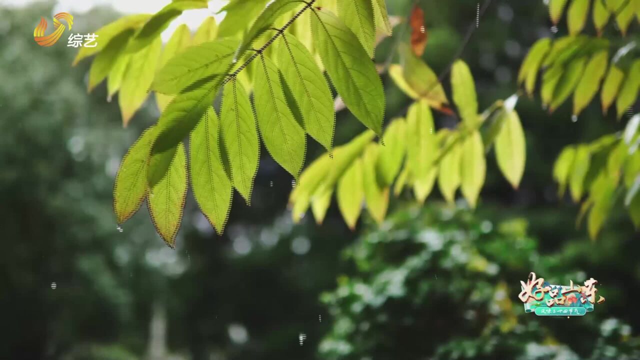 谷雨——留住最后一抹春色