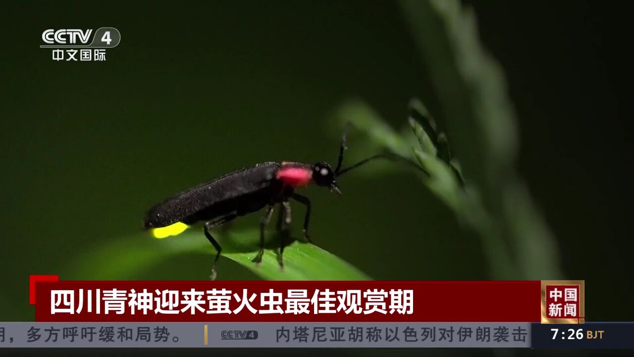 四川青神迎来萤火虫最佳观赏期