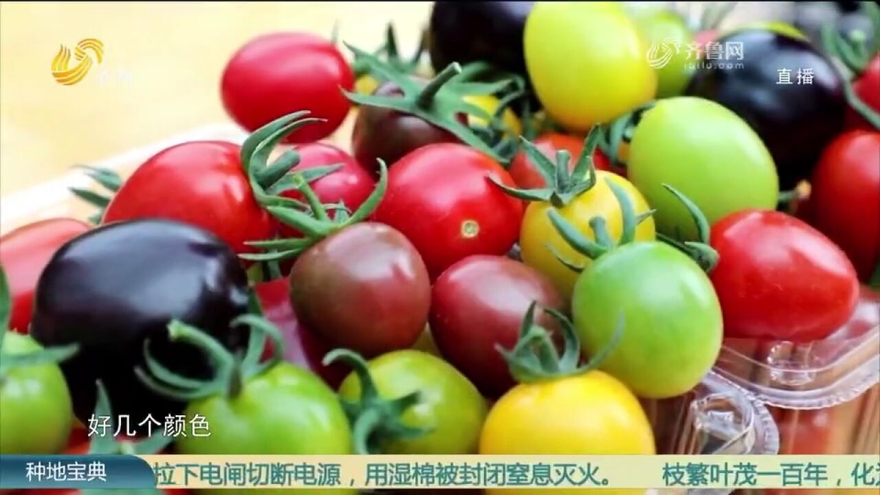 寿光这个棚里种出“七彩番茄”,果粒饱满颜色各异,让人眼前一亮