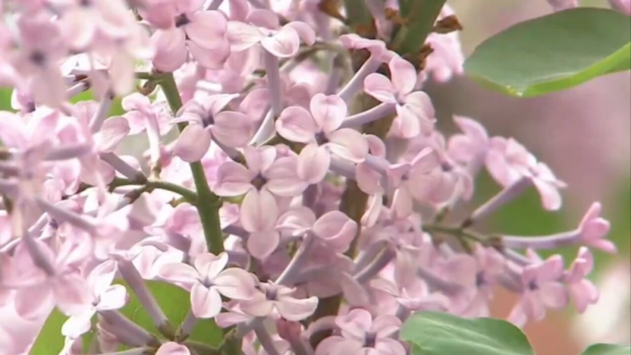 “谷雨”真的有雨,养生注重“健脾祛湿”