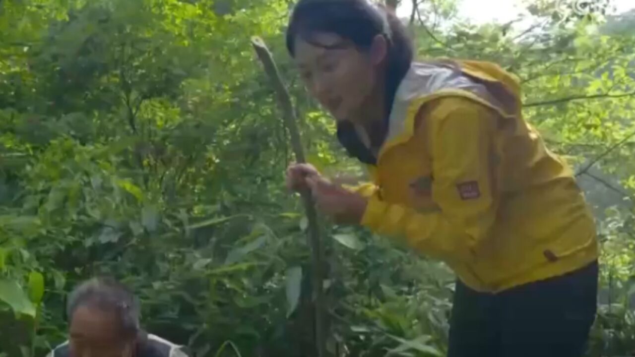 楠溪江蛇类繁多,竹叶青隐匿草丛中,青翠身姿难辨真伪