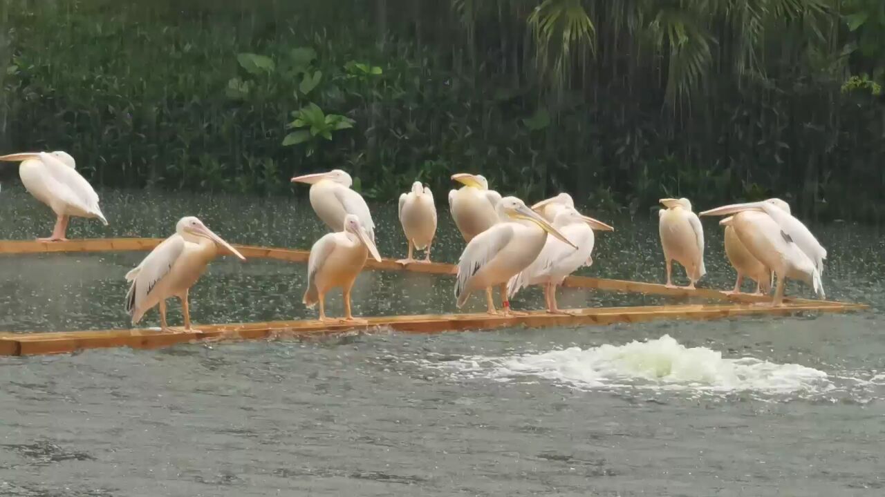 让暴风雨来得更猛烈些吧