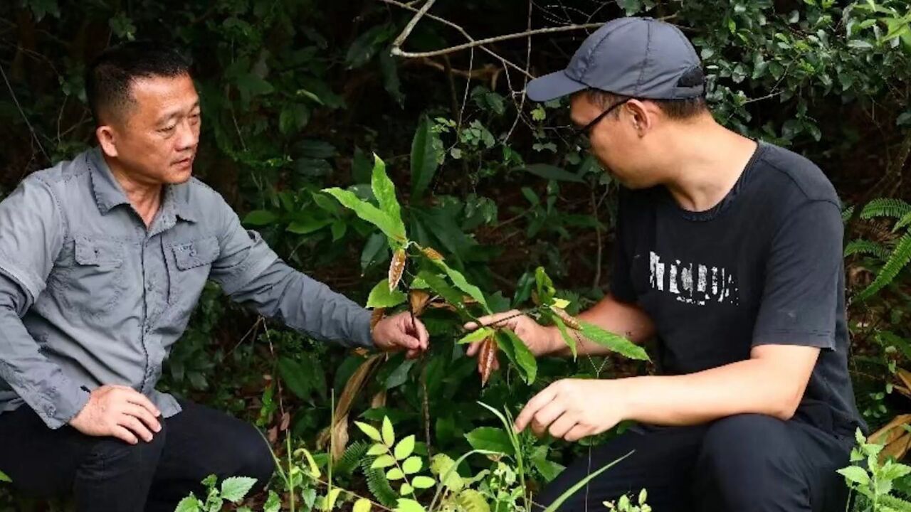 我国野外仅发现15株!广西北海发现第2株极危物种“膝柄木”