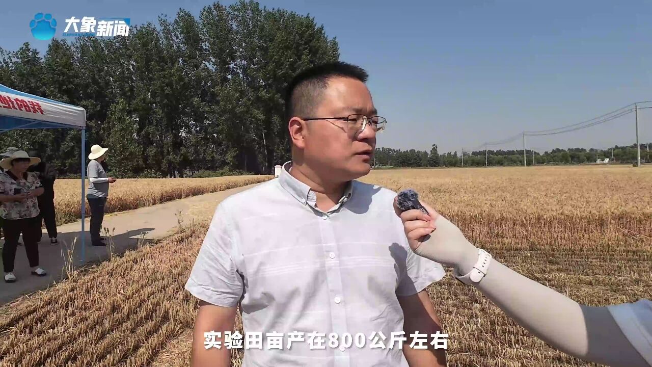 帮主日记:许远超 像种子一样扎根泥土丨三夏“码”上帮