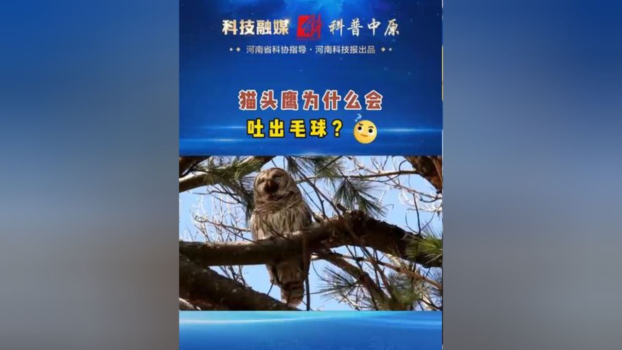 猫头鹰 吐毛球 科普