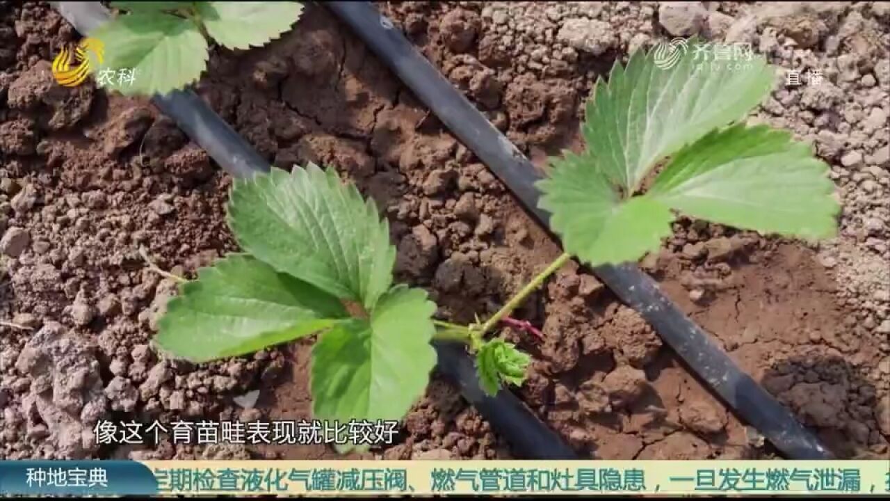 草莓养苗壮苗关键期,叶黄苗弱等问题是因为啥?专家给你分析原因