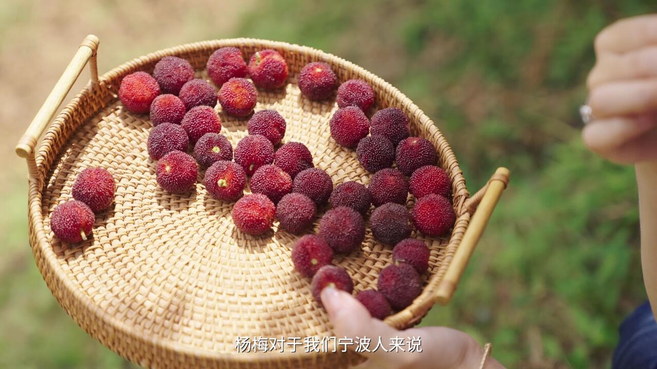 来慈溪,过一个“杨梅味”的夏天