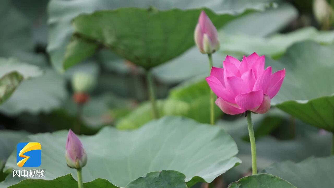 微山湖畔荷花竞相绽放 美不胜收独具魅力