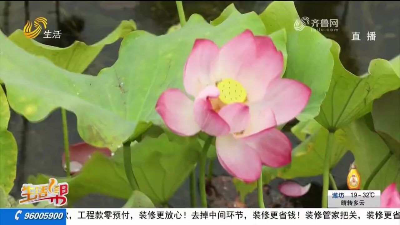 东明:映日荷花别样红,露水点缀在荷叶间,构成绝美的夏日美景