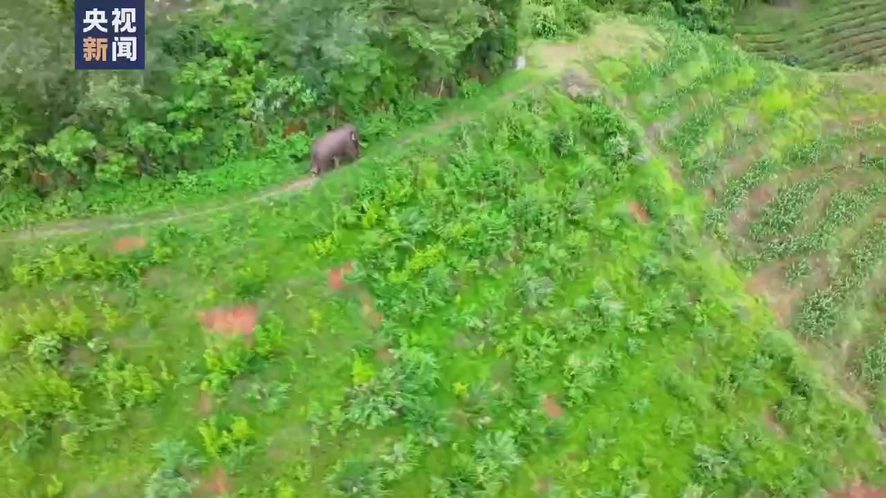 立足资源优势 来看生物多样性保护的云南“样本”