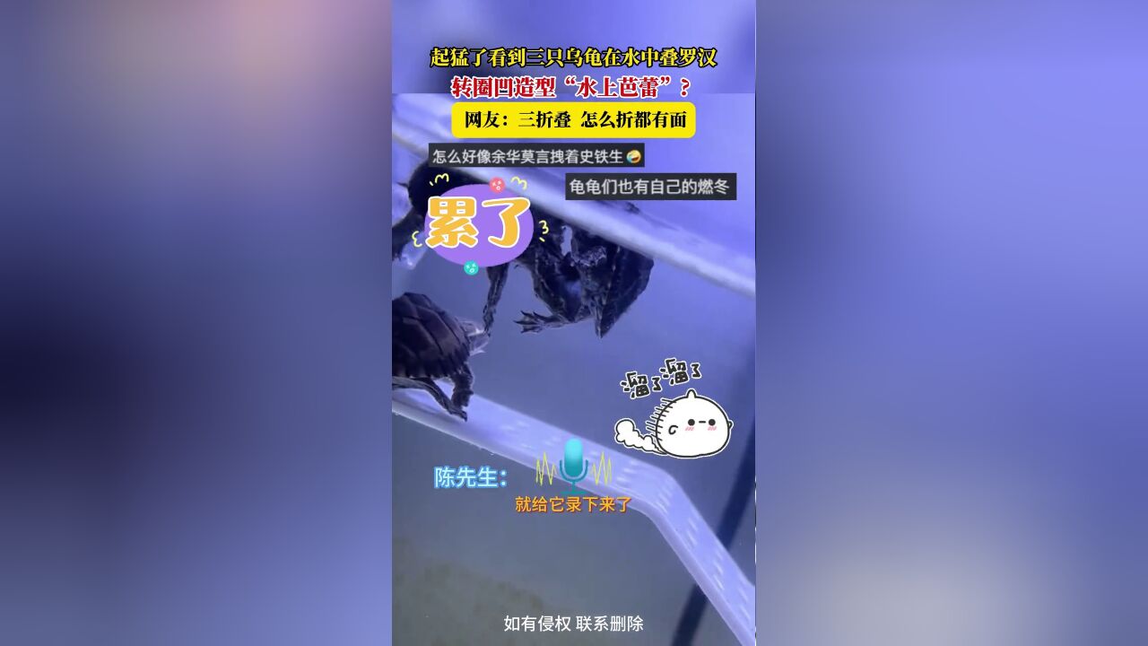 三只乌龟在水中叠罗汉,不断转圈,网友:三折叠,怎么折都有面