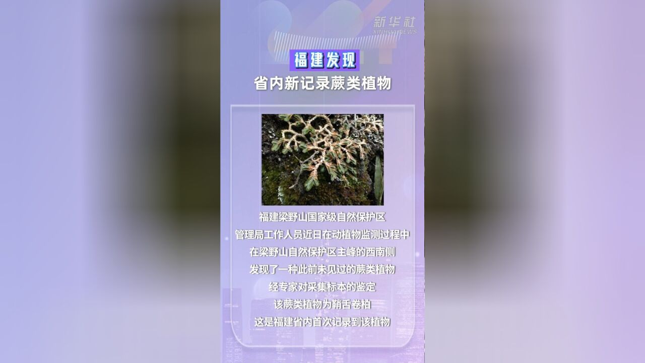 福建发现省内新记录蕨类植物