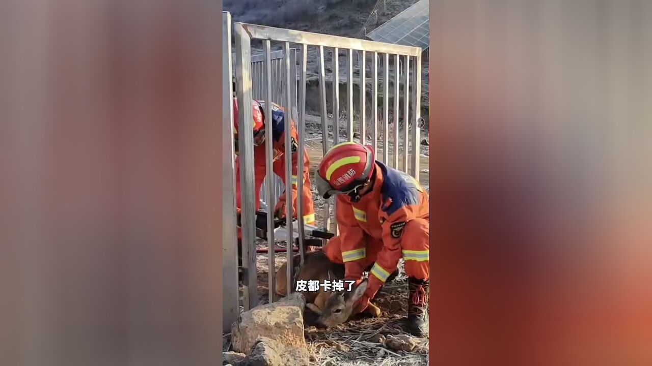 这叫声,我确实没料到!