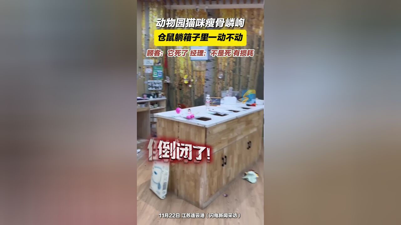 动物园猫咪瘦骨嶙峋 仓鼠躺箱子里一动不动