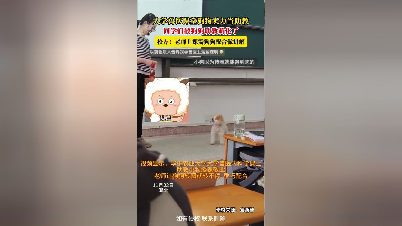 大学兽医课堂狗狗卖力当助教,同学们被狗狗助教萌化了,校方:老师上课需狗狗配合做讲解