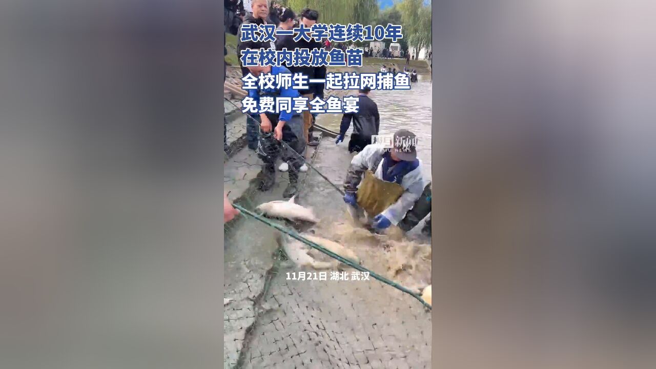 武汉一大学连续10年在校内投放鱼苗,全校师生一起拉网捕鱼免费同享全鱼宴