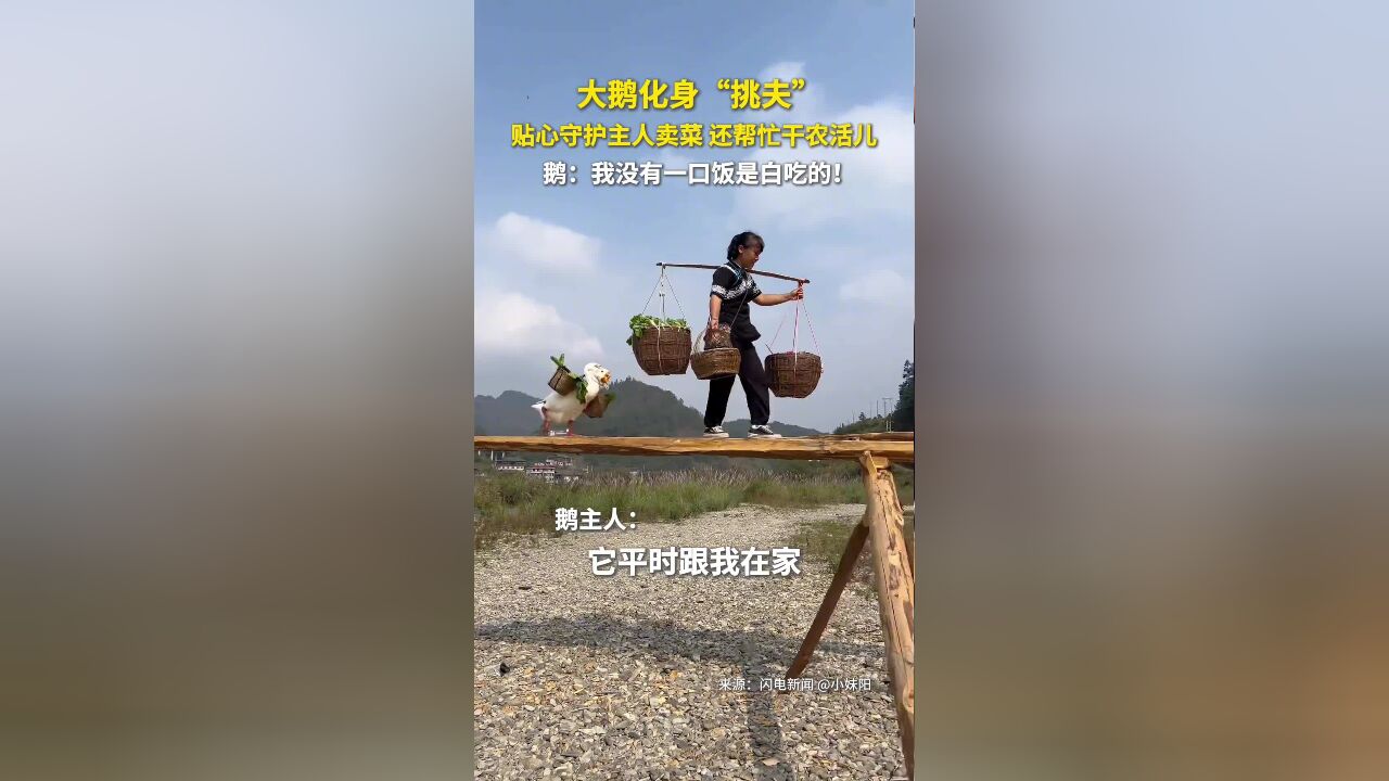 大鹅化身“挑夫”,贴心守护主人卖菜,还帮忙干农活儿,鹅:我没有一口饭是白吃的!