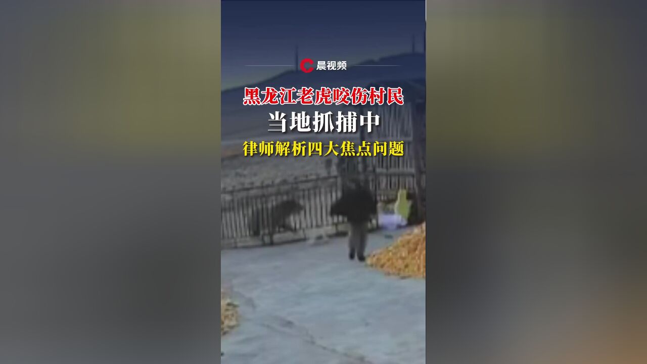 黑龙江老虎咬伤村民,当地抓捕中,律师解析四大焦点问题