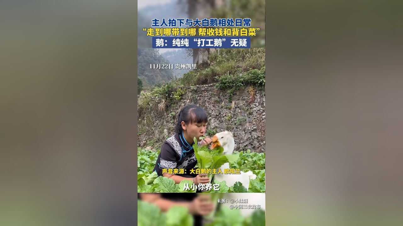 主人拍下与大白鹅相处日常,“走到哪带到哪 帮收钱和背白菜”