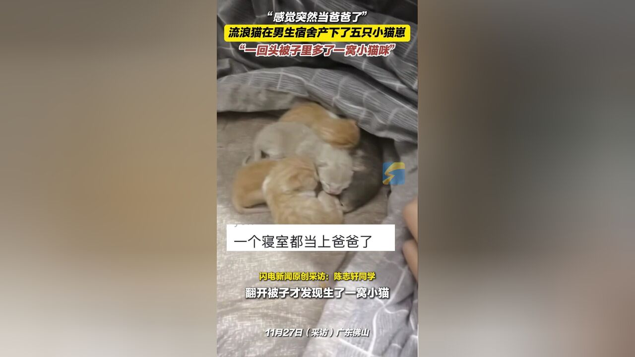 11月27日,广东佛山,“感觉突然当爸爸了”,流浪猫在男生宿舍产下了五只小猫崽,“一回头被子里多了一窝小猫咪”