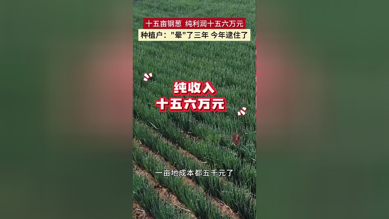 十五亩钢葱纯利润十五六万元 种植户:“晕”了三年 今年逮住了