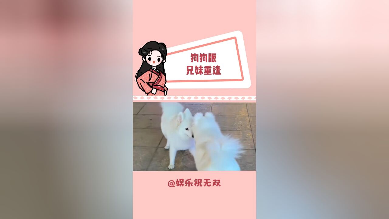 萨摩耶:是你!