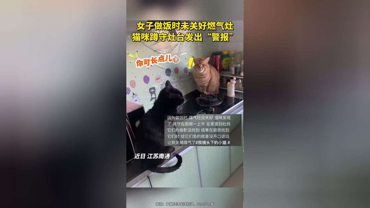 南通一女子做饭后未及时关好燃气灶,急坏了家里的小猫