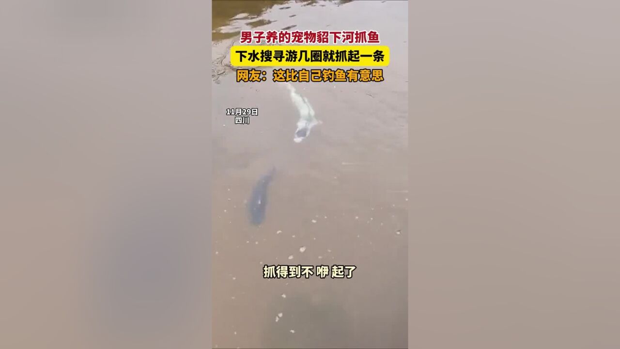 男子养的宠物貂下河抓鱼,下水搜寻游几圈就抓起一条,网友:这比自己钓鱼有意思