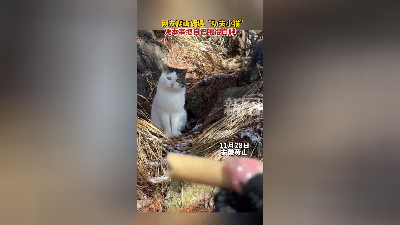 网友爬黄山偶遇＂功夫小猫＂,凭本事把自己喂得白胖