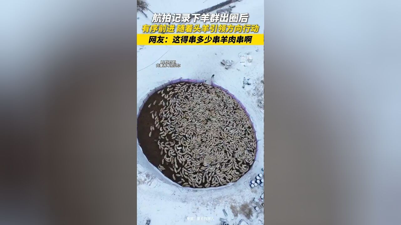 航拍记录下羊群出圈后有序前进 随着头羊引领方向行动 网友:这得串多少串羊肉串啊