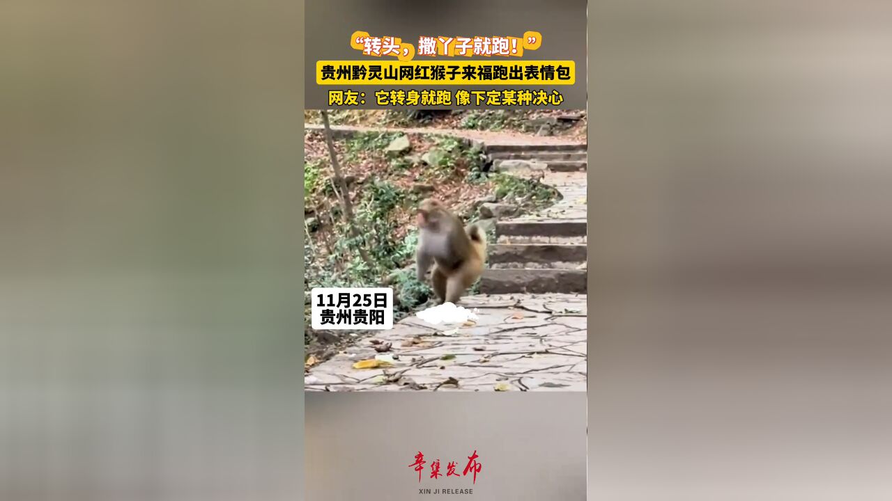 贵州黔灵山网红猴子来福跑出表情包