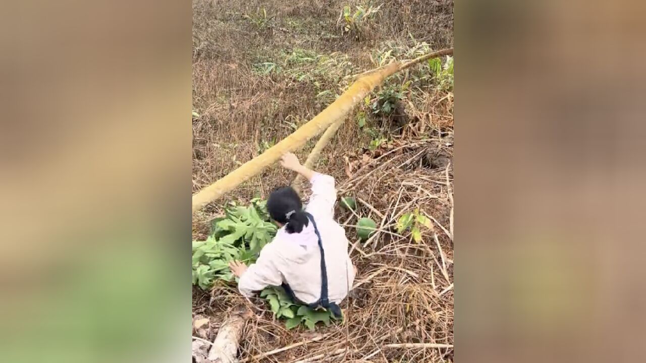 木瓜树原来是空心的!女子爬树摘木瓜,结果连人带瓜一起栽下来